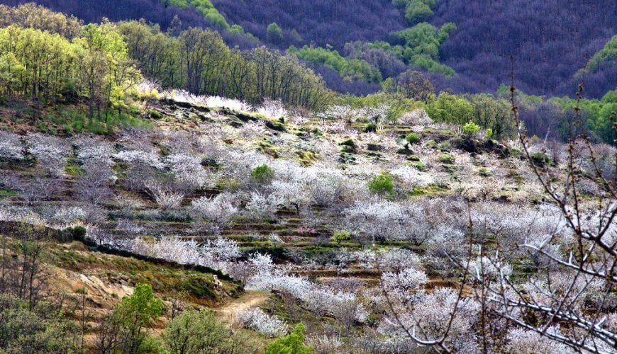 Floracion-del-cerezo-en-el-Valle-del-Jerte