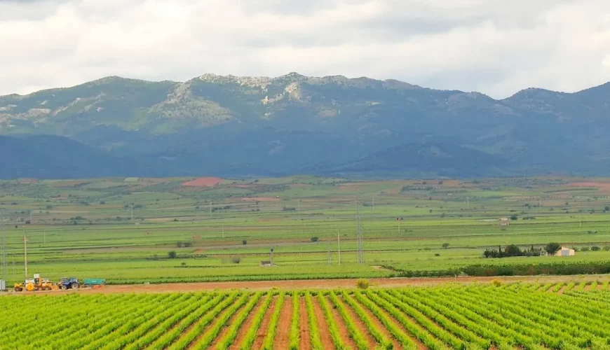 Campo de Cariñena
