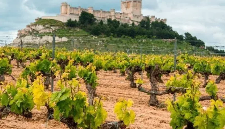 Campo de Peñafiel