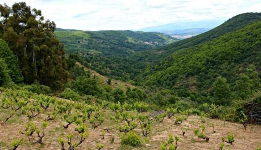 Tierra del Vino
