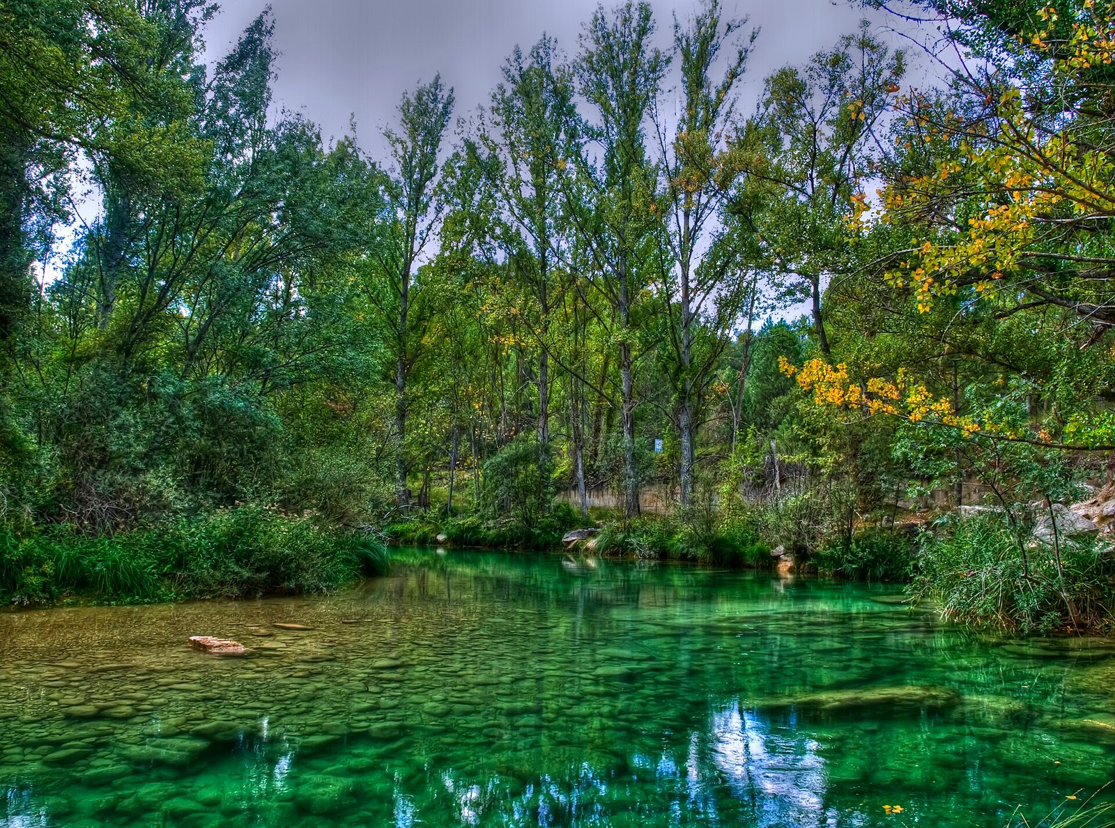 Ribera arbolada y aguas del Alto Tajo.