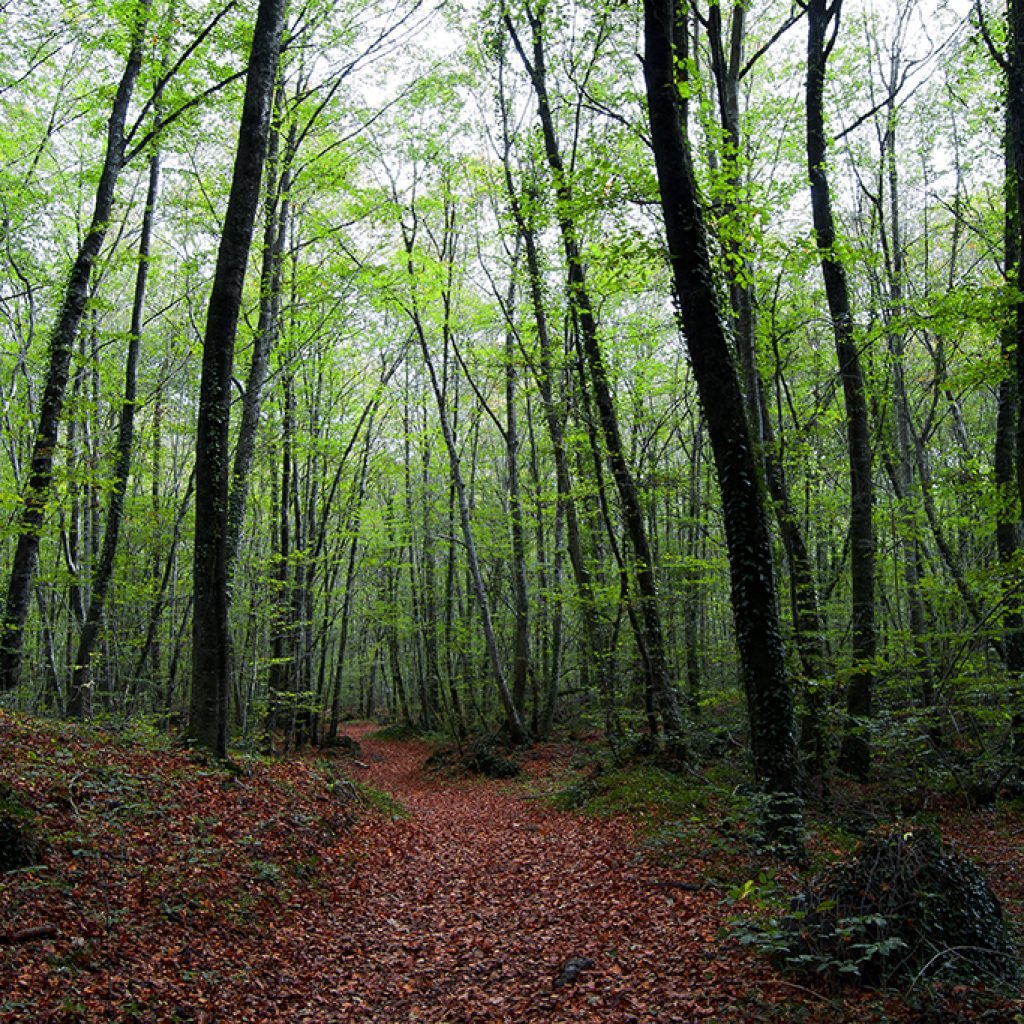 Interior del hayedo de la Fageda d’en Jordà, La Garrotxa