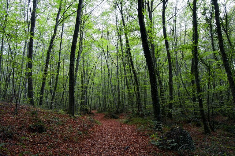 Interior del hayedo de la Fageda d’en Jordà, La Garrotxa